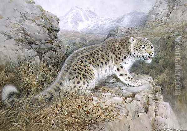 Snow Leopard, c.1920 Oil Painting - William Woodhouse