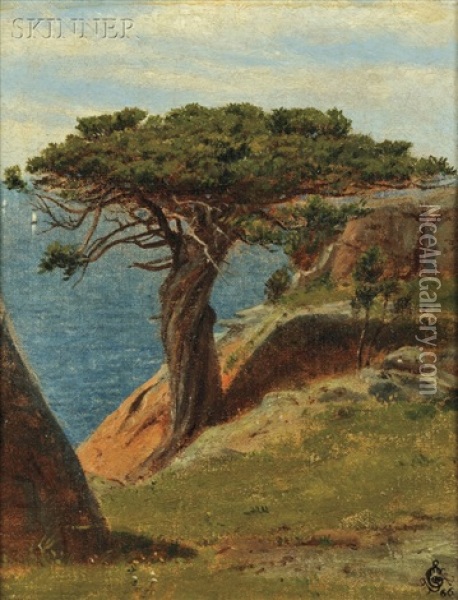 The Old Juniper Tree At Manchester, Cape Ann, Mass Oil Painting - Robert Swain Gifford