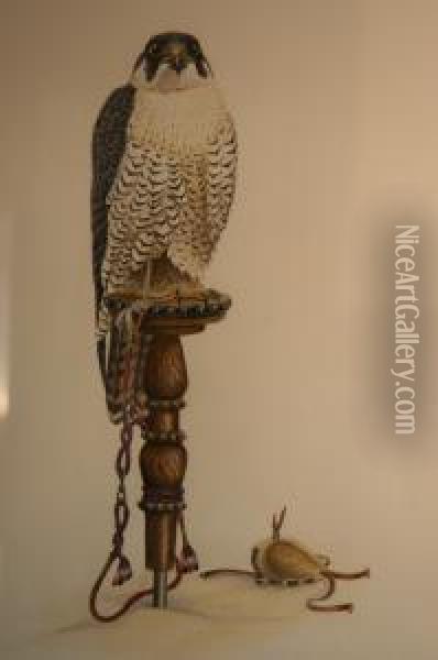Peregrine Falcon Oil Painting - Mary Clare Sherwood