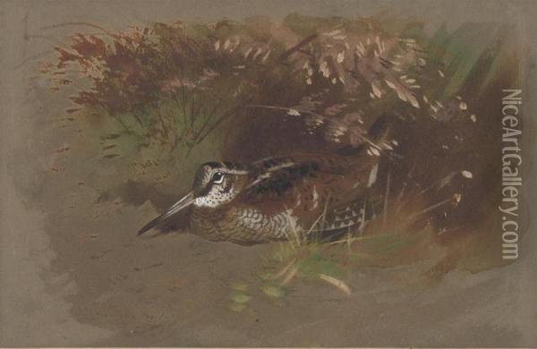 Study Of A Woodcock Amongst Foliage Oil Painting - Archibald Thorburn