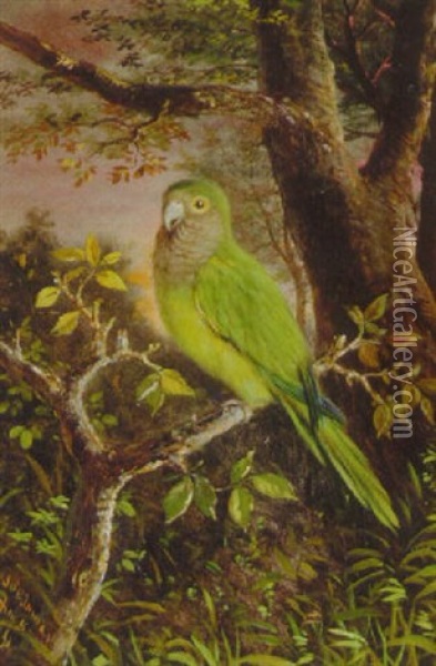 Parrot On A Branch Oil Painting - John O'Brien Inman