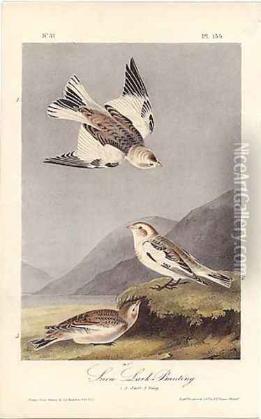 Snow Lark Bunting Oil Painting - John James Audubon