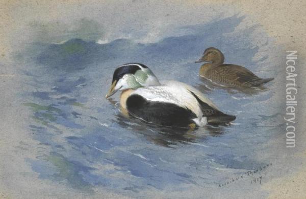 A Pair Of Eider Ducks Oil Painting - Archibald Thorburn