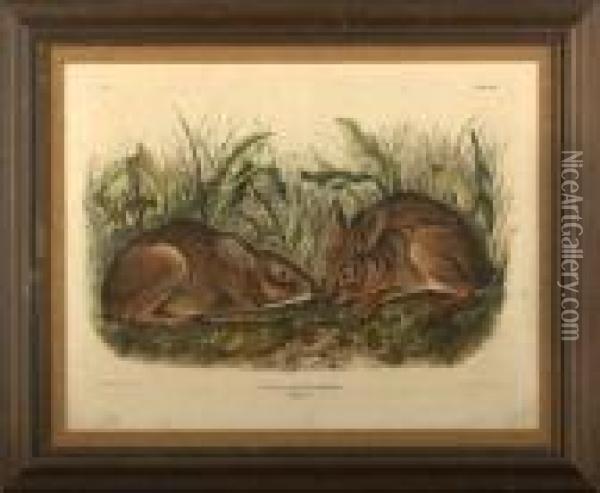 Marsh Hare Oil Painting - John James Audubon