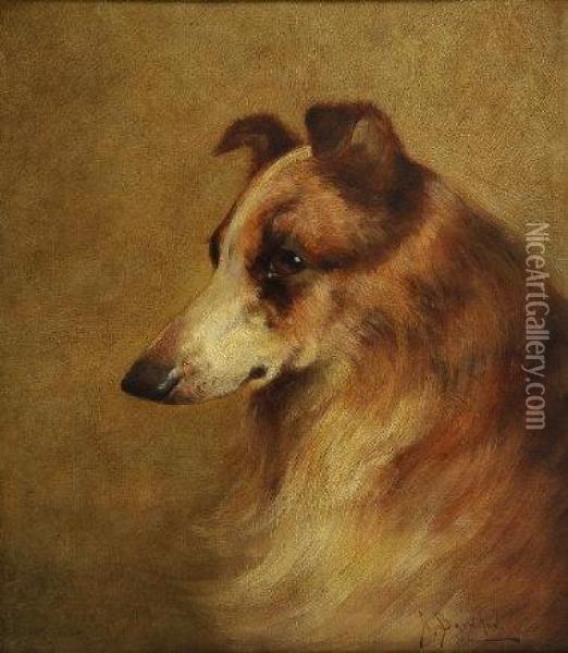 A Collie's Head Oil Painting - Brownlow North