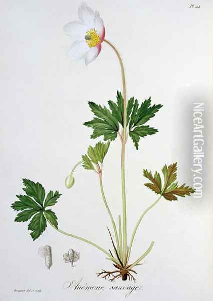 Wood Anemone from Phytographie Medicale Oil Painting - L.F.J. Hoquart