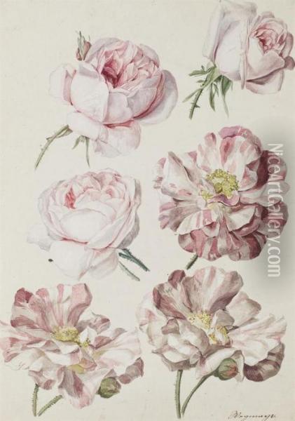 Studies Of Six Roses Oil Painting - Sebastian Wegmayr