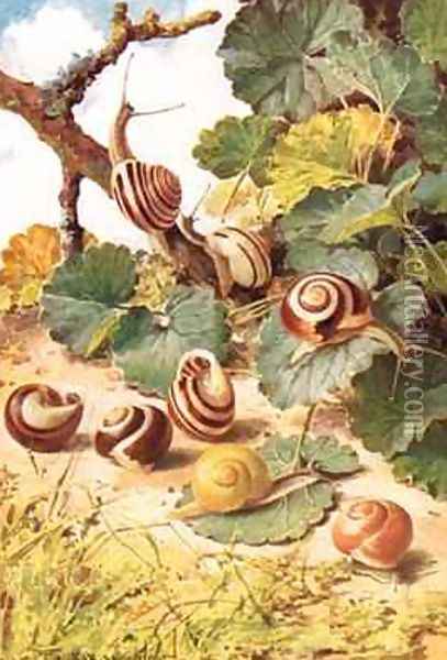 Land Snails illustration from Country Days and Country Ways Oil Painting - Louis Fairfax Muckley