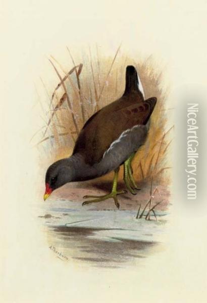 Water Hen Or Moorhen, Gallinula Chloropus Oil Painting - Archibald Thorburn