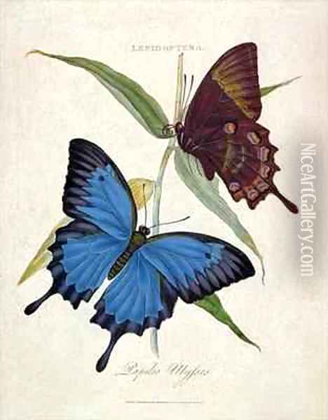 Butterfly Papilo Ulysses Oil Painting - Edward Donovan