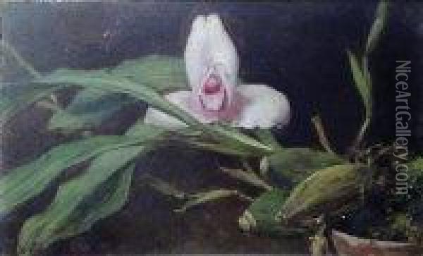 Orchid, Lycaste Skinneri Oil Painting - Walter Gay