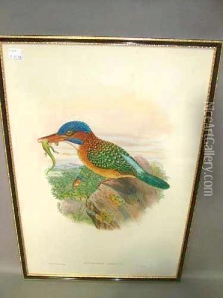 Actenoides Hombroni Oil Painting - Gould John H. & Hart William M.