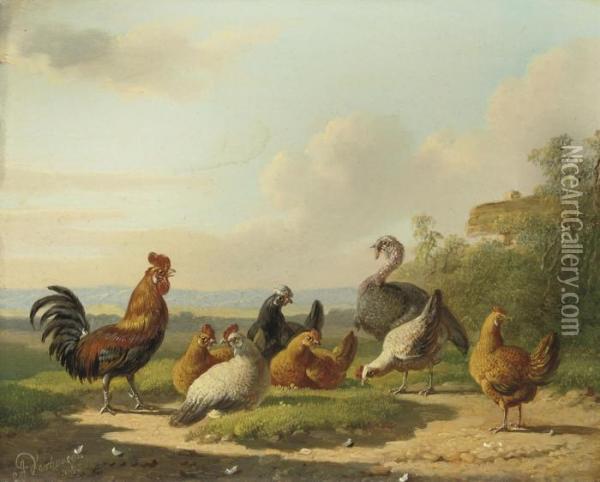 A Rooster, Hens And A Turkey Oil Painting - Albertus Verhoesen