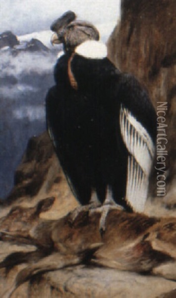 The Condor Oil Painting - Wilhelm Friedrich Kuhnert
