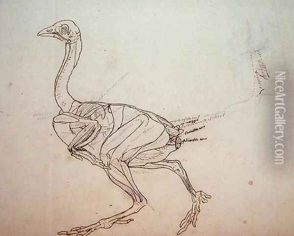 Dorking Hen Body, Lateral View, from A Comparative Anatomical Exposition of the Structure of the Human Body with that of a Tiger and a Common Fowl, 1795-1806 2 Oil Painting - George Stubbs