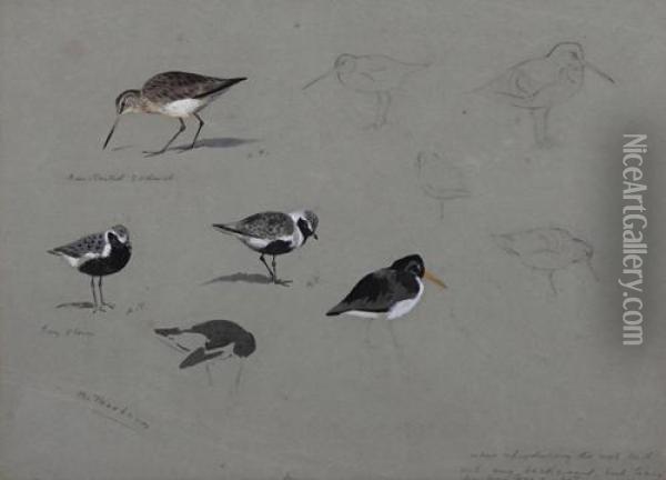 A Sheet Of Studies Bar-tailed Godwit And Grey Plover Oil Painting - Archibald Thorburn