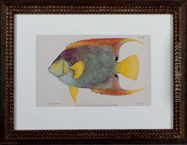 Studies Of Fish Of Puerto Rico In The Caribbean Islands Oil Painting - Dr. Barton W. Ermann