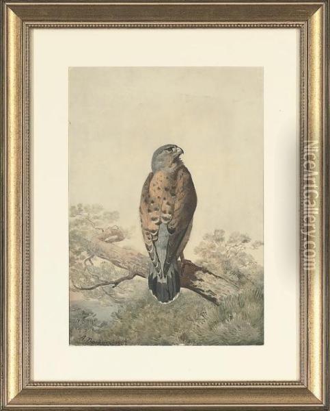 A Perched Kestrel Oil Painting - Archibald Thorburn