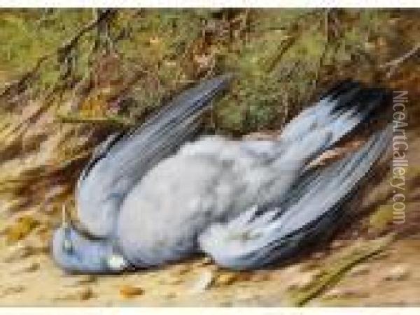 Still Life -a Dead Woodpigeon Oil Painting - William Cruickshank