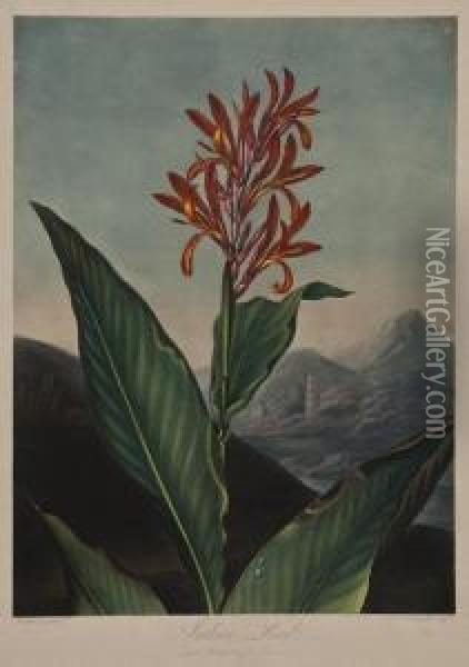 The Indian Reed Oil Painting - Robert John, Dr. Thornton