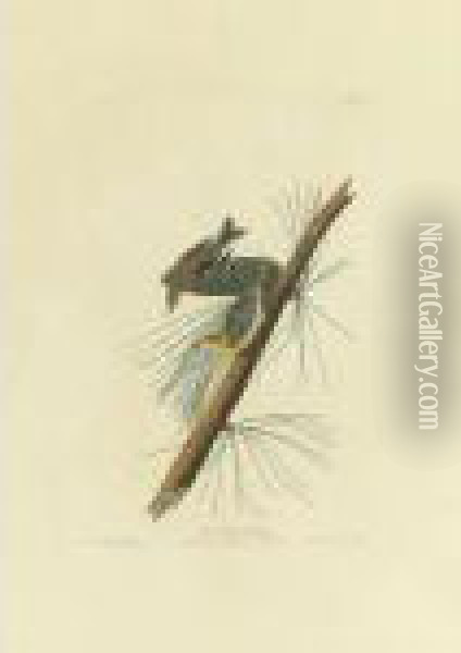Pine Creeping Warbler (plate Cxl) Oil Painting - John James Audubon