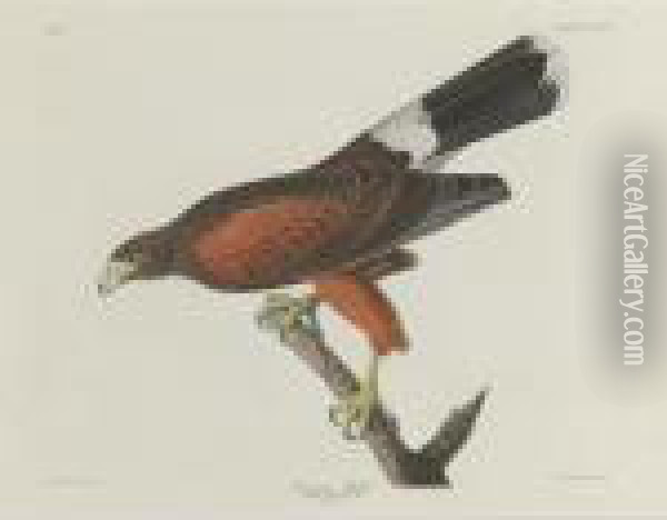 Louisiana Hawk (plate Cccxcii) Oil Painting - John James Audubon