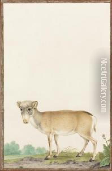A Saiga Antelope Oil Painting - Nicolas Robert