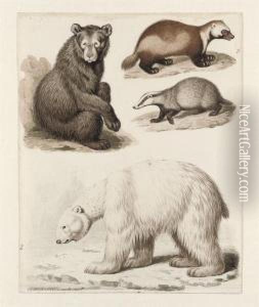 Study Of Four Quadrupeds: An American Bear, A Polar Bear, Awolverine And A Badger Oil Painting - Sydenham Teast Edwards