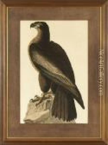 The Bird Of Washington Orgreat American Sea Eagle Oil Painting - John James Audubon