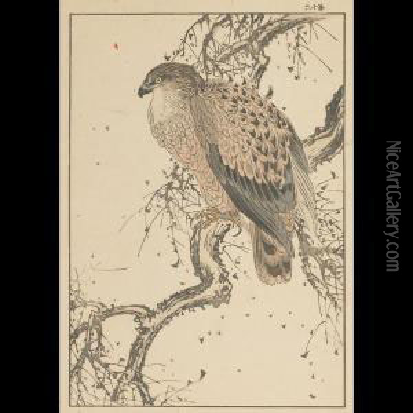 Hawk Oil Painting - Imao Keinen
