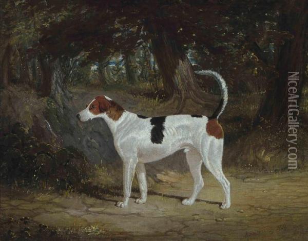 A Favourite Hound Oil Painting - John Frederick Herring Snr