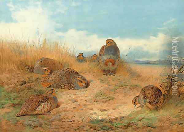 Basking in the noonday Sun A Covey of Grey Partridge Oil Painting - Archibald Thorburn