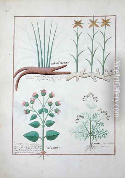 Cyperus, Calamus, Crocus ostensis, illustration from The Book of Simple Medicines by Mattheaus Platearius d.c.1161 c.1470 Oil Painting - Robinet Testard