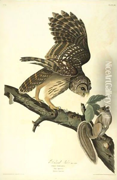 Barred Owl (Plate 46) Oil Painting - John James Audubon