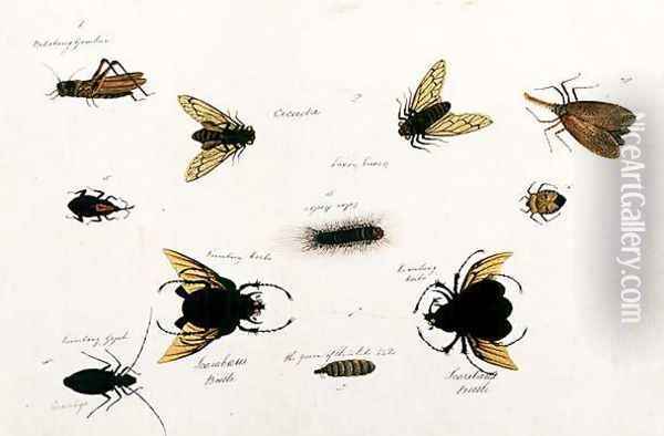 Bilalang Gambur, Cicada, Koombang Kerbo, Koombang Gajah, Scaraboeus Beetle, Ucanucang, from 'Drawings of Animals, Insects and Reptiles from Malacca', c.1805-18 Oil Painting - Anonymous Artist