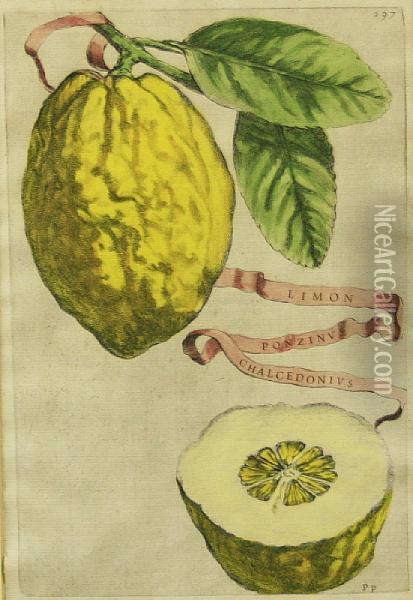 Botanical Studies Of Citrus Fruit, From Hesperides Oil Painting - Giovanni-Battista Camuccini