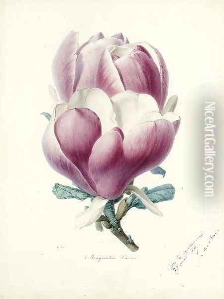 A Magnolia Flower Oil Painting - Alfred Riocreux