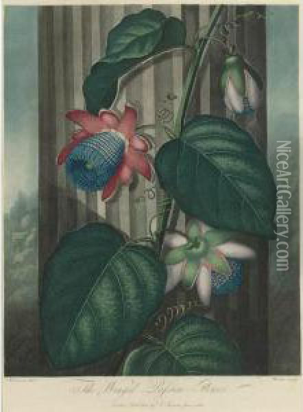 Temple Of Flora: Winged Passion-flower Oil Painting - John Robert Wildman