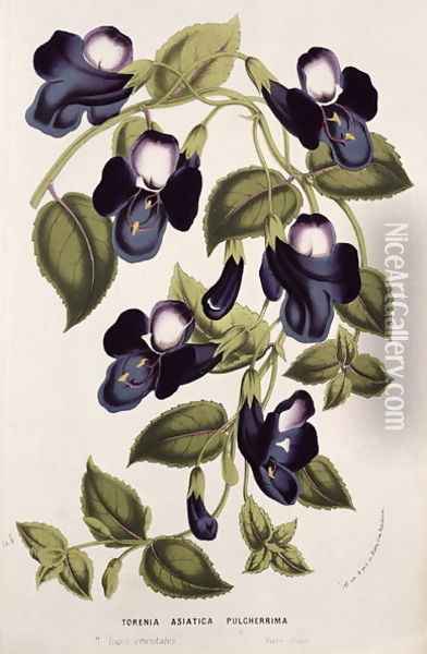 Torenia Asiatica pulcherrima, from 'Horto Van Houtteano' by Louis van Houtte Oil Painting - Anonymous Artist