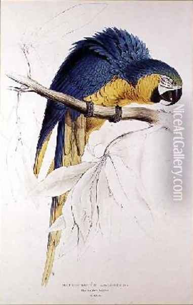 Blue and yellow Macaw Oil Painting - Edward Lear