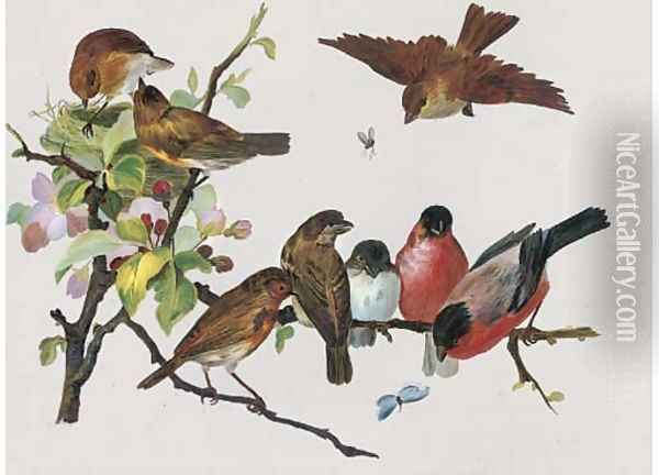 Robins and other birds Oil Painting - English School