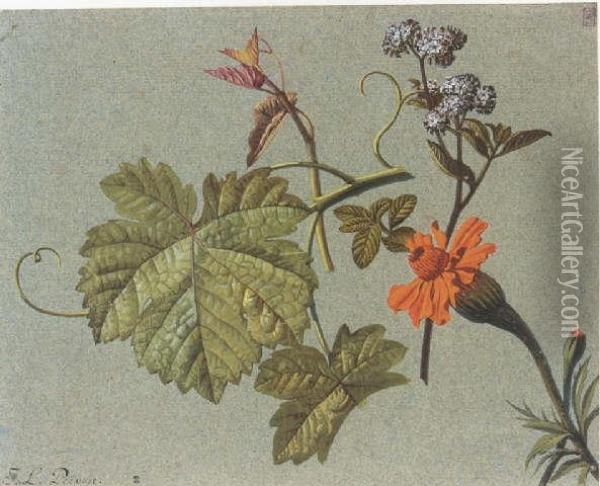Studies Of Flowers And Vineleaves Oil Painting - Jean Louis, Le Jeune Prevost