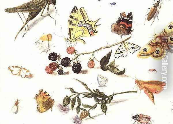 Study of Insects Flowers and Fruits Oil Painting - Ferdinand van Kessel