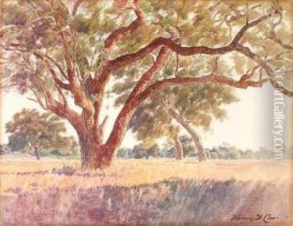 San Marino Oaks Oil Painting - Norman Saint-Clair