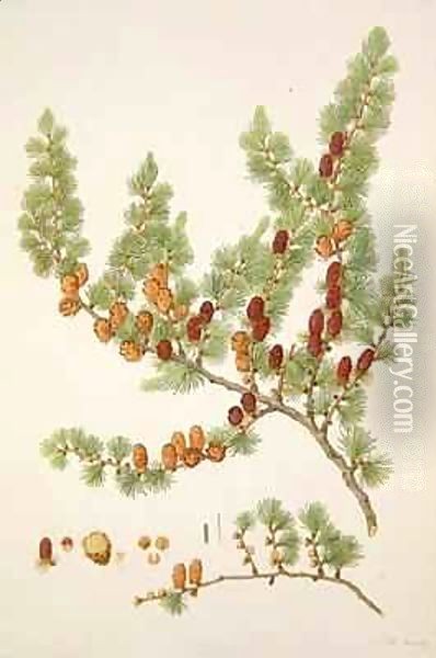 Pinus microcarpa, c.1790, from a bound volume of watercolours composed for Alymer Bourke Lambert's, 'A Description of the genus Pinus' Oil Painting - Ferdinand Bauer