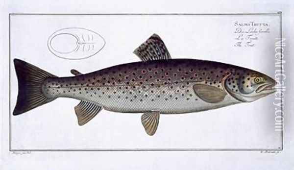 Sea Trout Salmo Trutta Oil Painting - Andreas-Ludwig Kruger