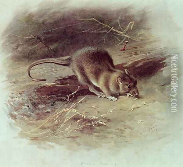 Brown Rat Rattus norvegicus 1918 Oil Painting - Archibald Thorburn