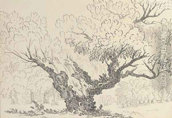 Study of an oak tree, Hyde Park Oil Painting - John Claude Nattes