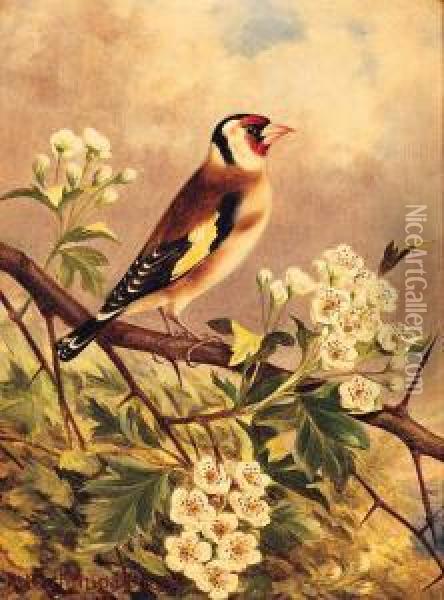 A Bullfinch; And A Goldfinch Oil Painting - Robert Nightingale