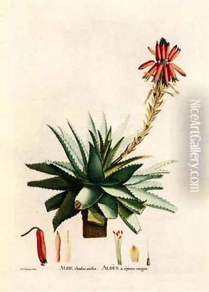 Aloe Rhodacantha Oil Painting - Pierre-Joseph Redoute